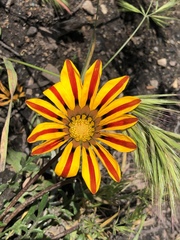 Gazania × splendens