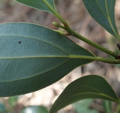 Cinnamomum yabunikkei