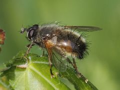 Tachina lurida