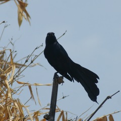 Quiscalus mexicanus