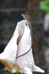 Anolis allisoni