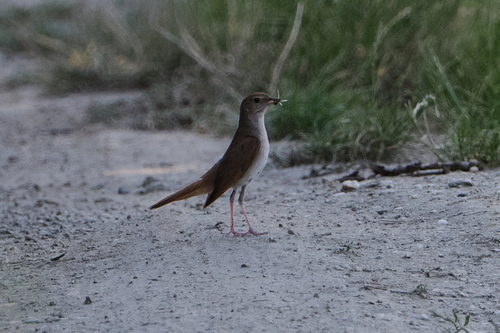 Common Nightingale