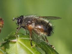 Tachina lurida