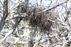 Tillandsia baileyi
