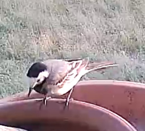 White Wagtail