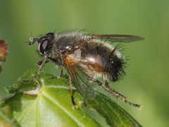 Tachina lurida