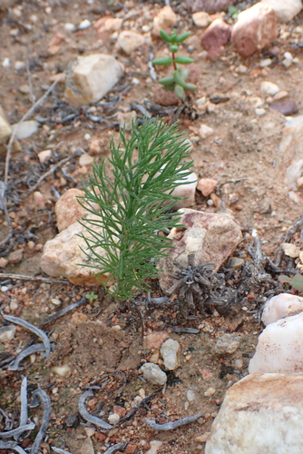 Eriospermum paradoxum, photograph 1