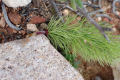Eriospermum paradoxum, photograph (c) Karen Eichholz, some rights reserved (CC BY)