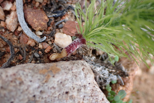 Eriospermum paradoxum