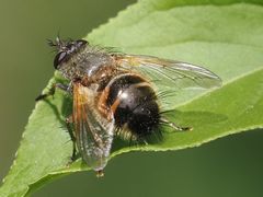 Tachina lurida