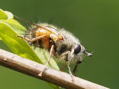 Tachina lurida