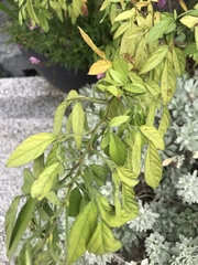 Ohwia caudata