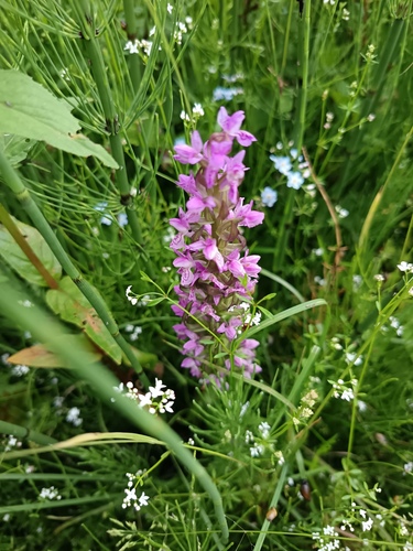Early Marsh-orchid