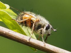 Tachina lurida