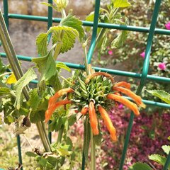Leonotis nepetifolia