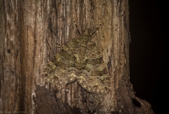 Polyclysta hypogrammata