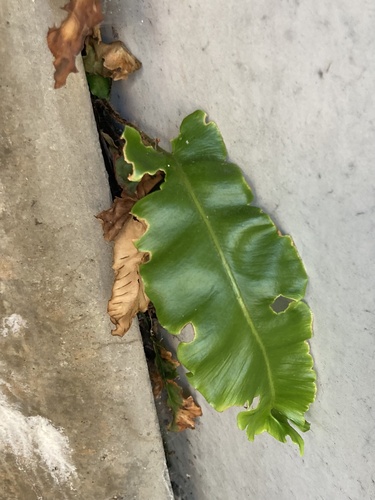 Hart's-tongue fern