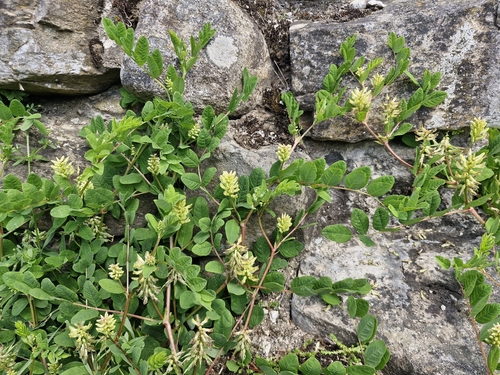 Wild Liquorice
