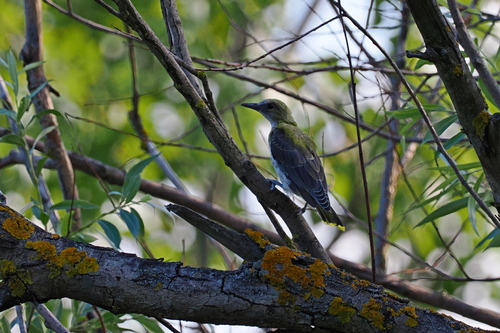 Eurasian Golden Oriole