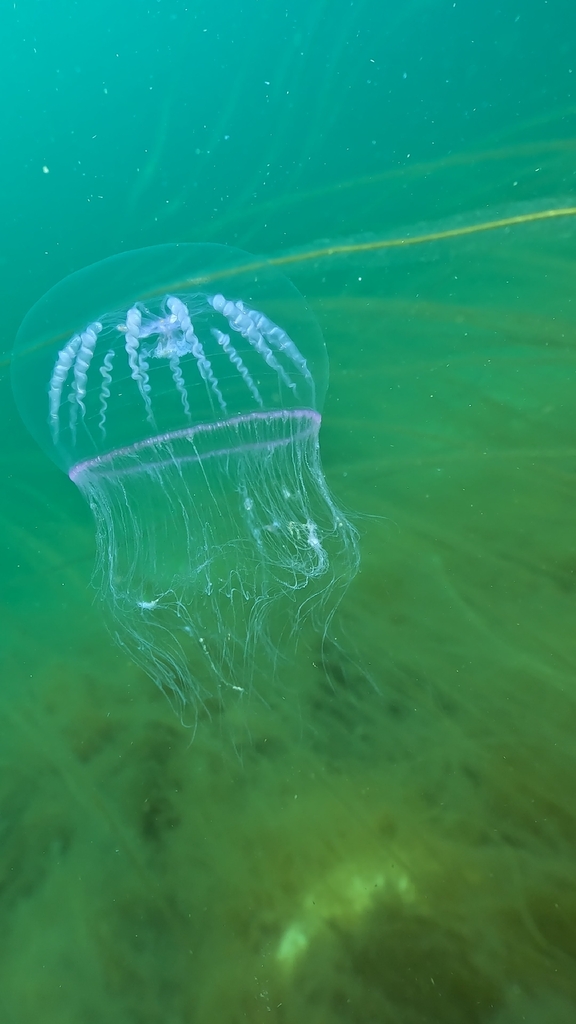 Halopsis ocellata