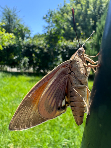 Palm Moth