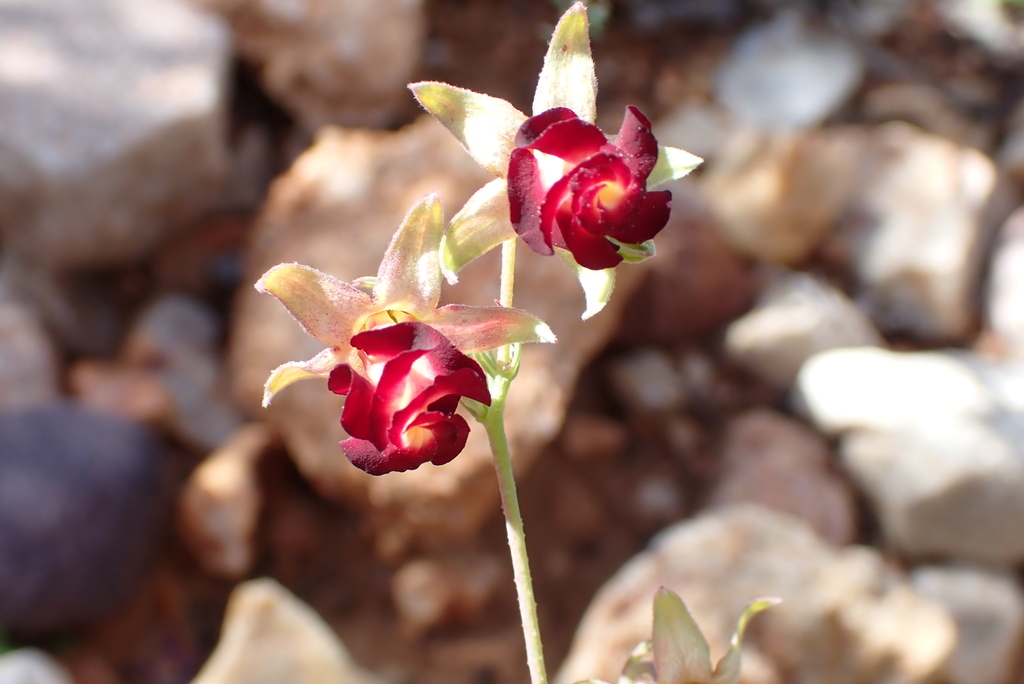 Hermannia filifolia; photograph (c) Karen Eichholz, some rights reserved (CC BY)