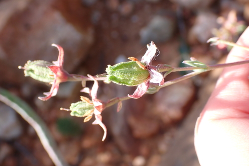 Hermannia filifolia, photograph 3