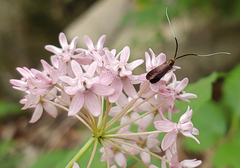 Adela caeruleella