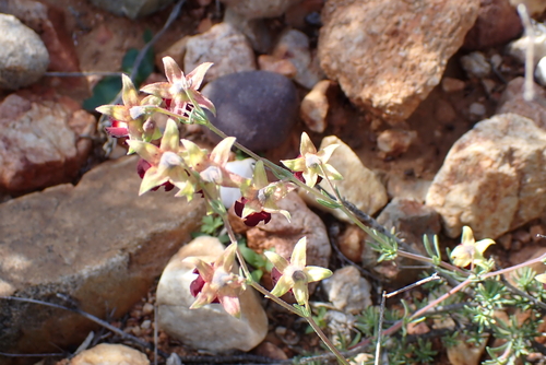 Hermannia filifolia, photograph 5