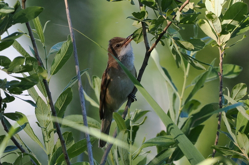Great Reed Warbler