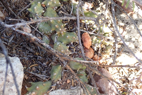 Ceropegia caespitosa