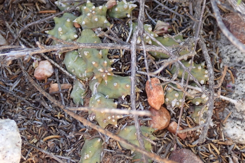 Ceropegia caespitosa