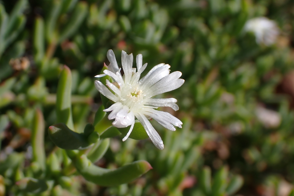 Delosperma subincanum; photograph (c) Karen Eichholz, some rights reserved (CC BY)
