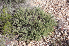 (c) Karen Eichholz, some rights reserved (CC BY) Delosperma subincanum, photograph (c) Karen Eichholz, some rights reserved (CC BY)
