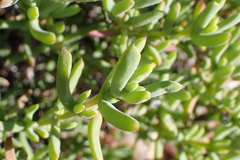 (c) Karen Eichholz, some rights reserved (CC BY) Delosperma subincanum, photograph (c) Karen Eichholz, some rights reserved (CC BY)