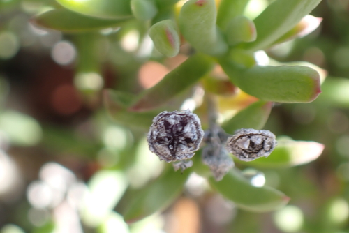 Delosperma subincanum, photograph 2