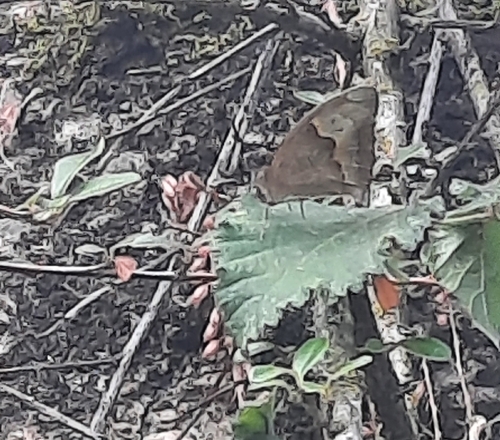 Meadow Brown