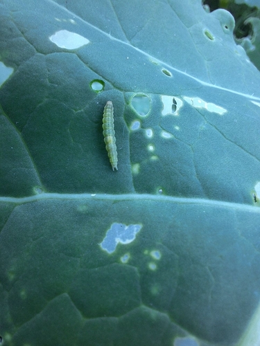 Diamondback Moth