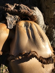 Fungi