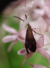 Adela caeruleella