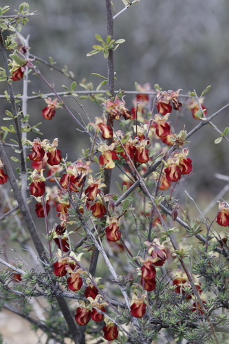Hermannia filifolia