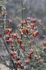 Hermannia filifolia
