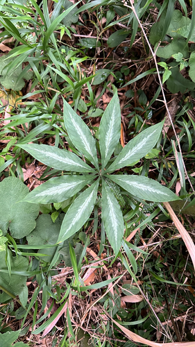 Arisaema formosanum observed 2026-06-25