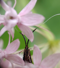 Adela caeruleella