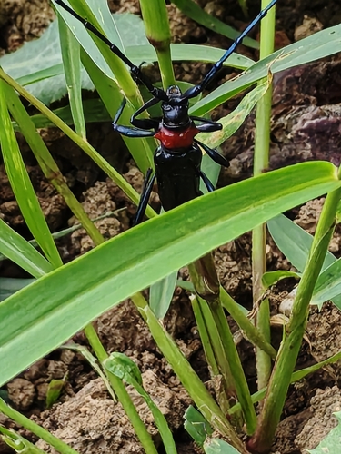 Red necked longhorn beetle