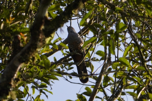 Sunda Cuckoo (Cuculus lepidus)