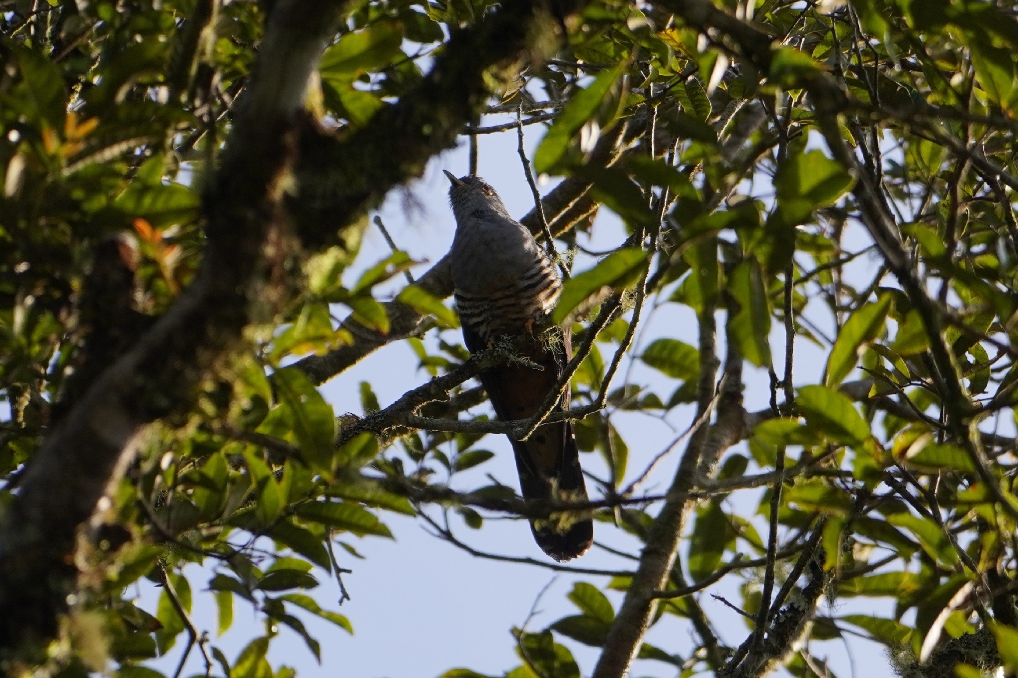 Sunda Cuckoo (Cuculus lepidus), photo 1