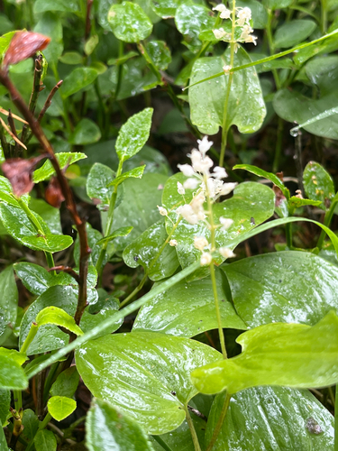 May Lily