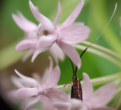 Adela caeruleella