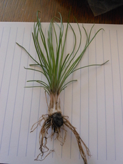 Isoetes butleri